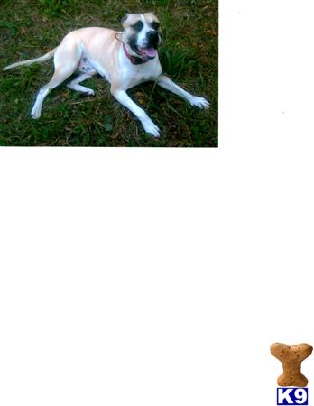 WATEROAKKENNELS Picture 2